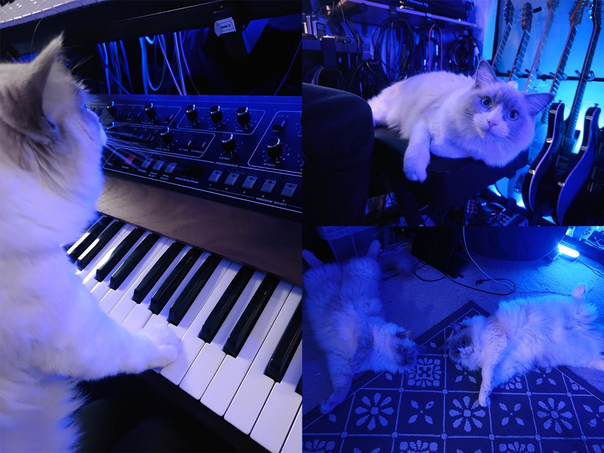 Collage of Phaeleh's cats in the studio