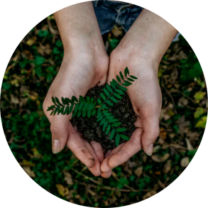 hands cupping a plant in soil